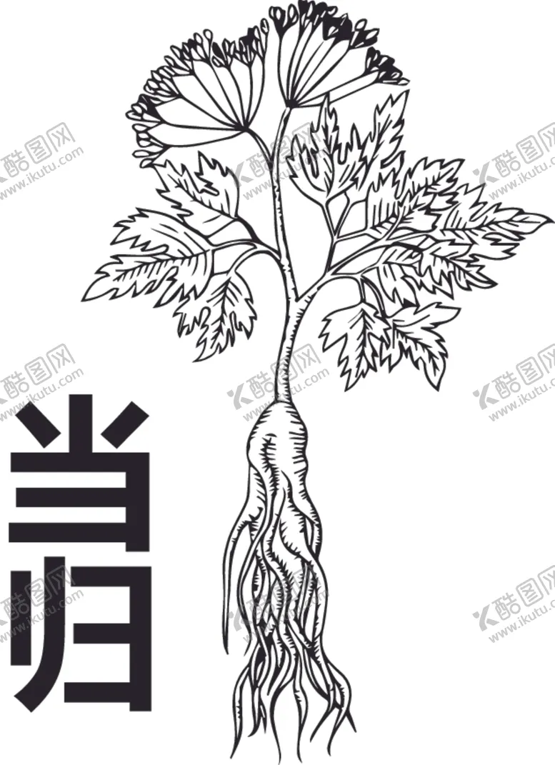编号：64033402240908052934【酷图网】源文件下载-当归矢量线稿图