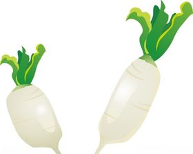 白萝卜