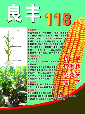 玉米海报