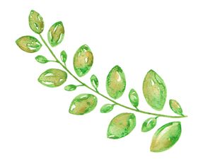 水彩植物