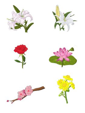 鲜花 手绘 浪漫装饰品