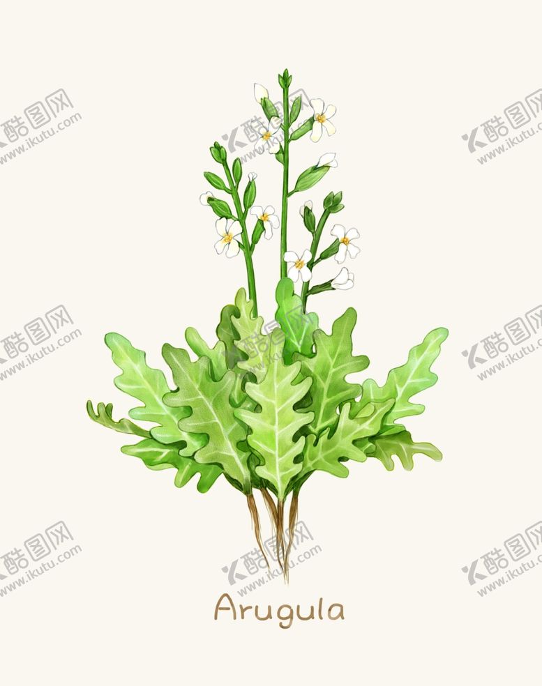编号：82906006181026312948【酷图网】源文件下载-手绘植物