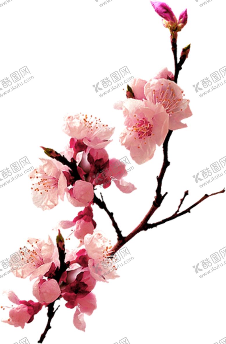 编号：22175807091919392381【酷图网】源文件下载-手绘桃花
