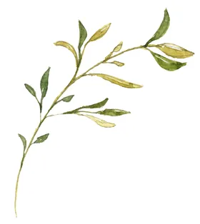 手绘花卉温馨幸福园林艺术婚礼