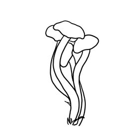 茶树菇