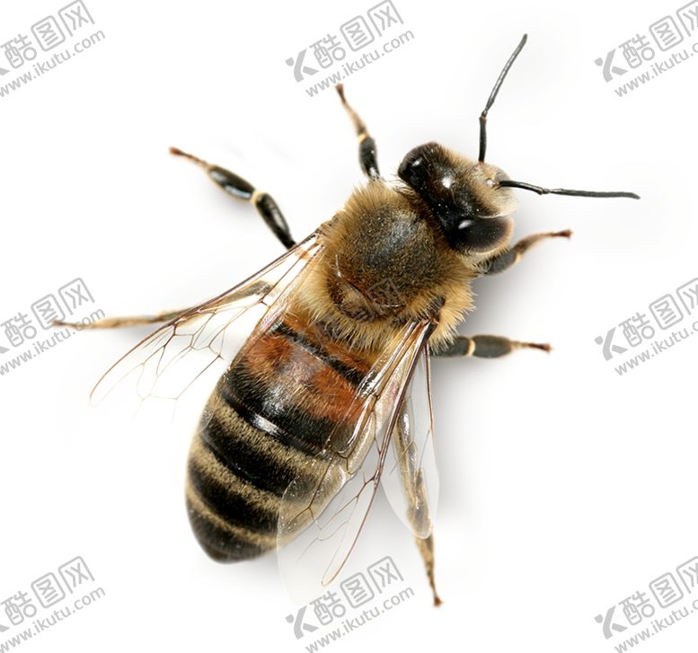 编号：46640709202024037862【酷图网】源文件下载-蜜蜂