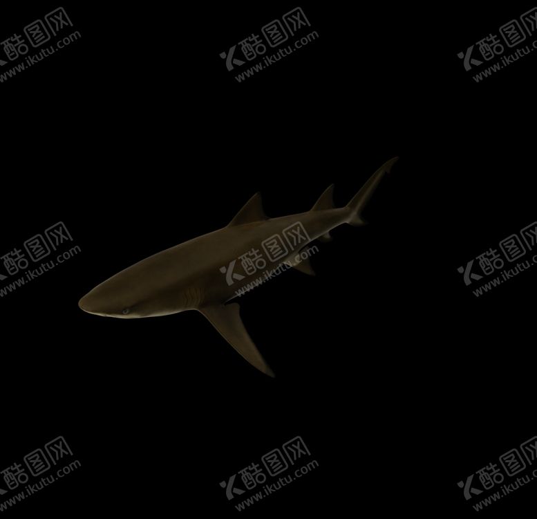 编号：54778906251519372456【酷图网】源文件下载-海洋生物