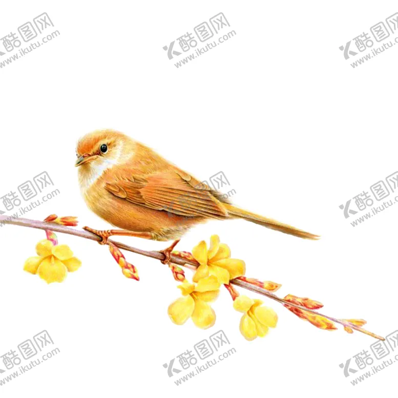 编号：47614105030335129734【酷图网】源文件下载-黄鹂鸟国风插画卡通海报素材