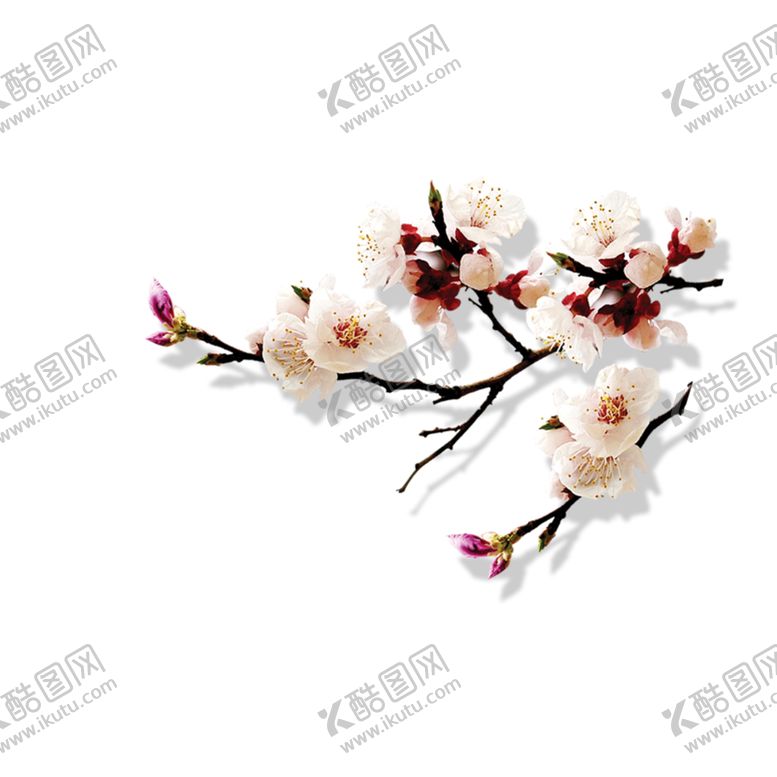 编号：72064302050206554909【酷图网】源文件下载-梅花桃花PNG 