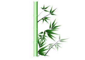 透明png竹子图片