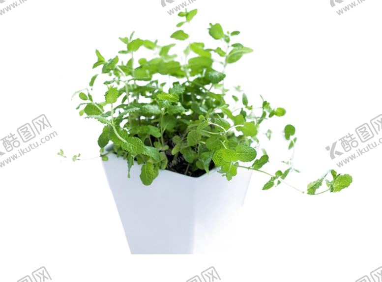 编号：90650810030608571977【酷图网】源文件下载-绿色相框