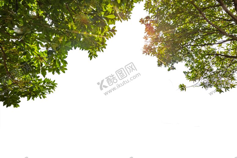 编号：18064310291528316918【酷图网】源文件下载-树叶仰视绿色装饰背景海报素材
