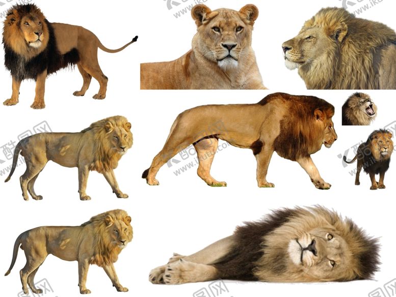 编号：10061410131157466342【酷图网】源文件下载-狮子png免扣高清素材