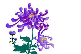 手绘菊花