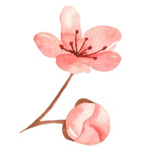 水彩绘画花朵树枝装饰