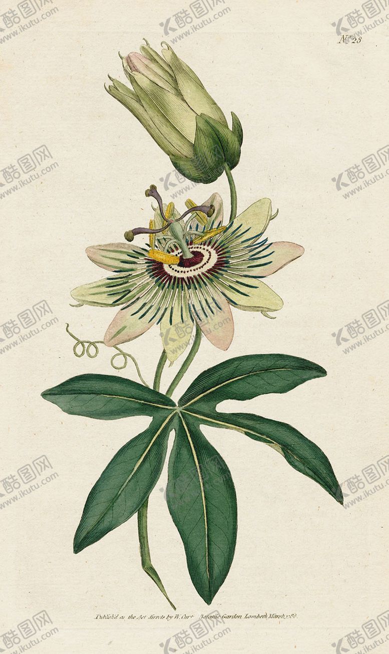 编号：18040105041035271092【酷图网】源文件下载-欧式复古色调花朵植物