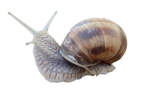 蜗牛