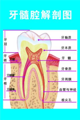 牙齿解剖图