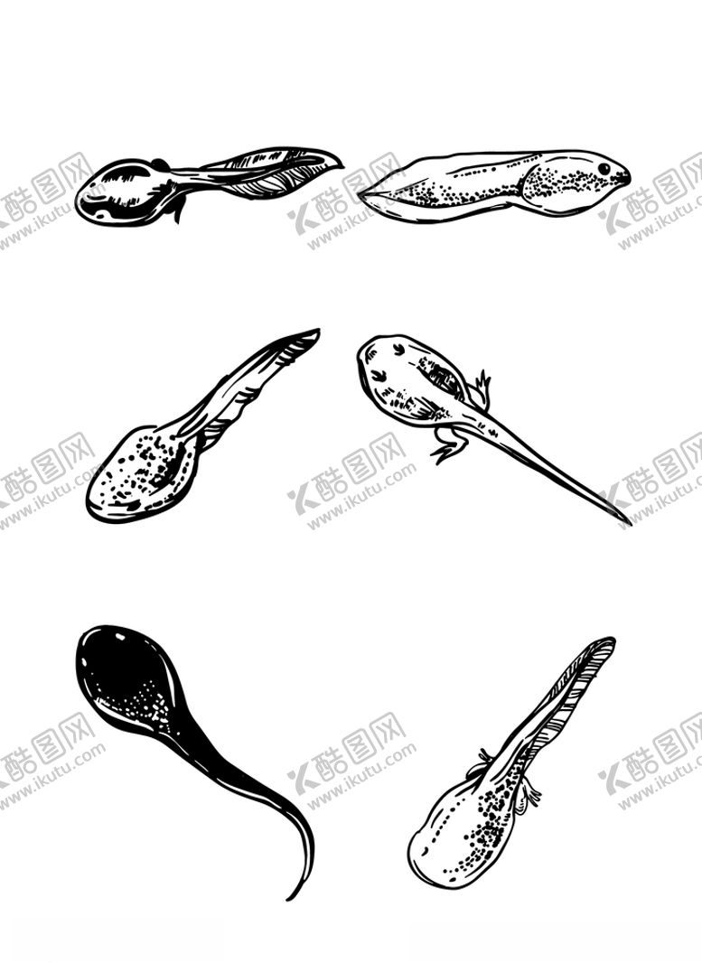 编号：52795605160444165545【酷图网】源文件下载-手绘线描青蛙幼虫蝌蚪