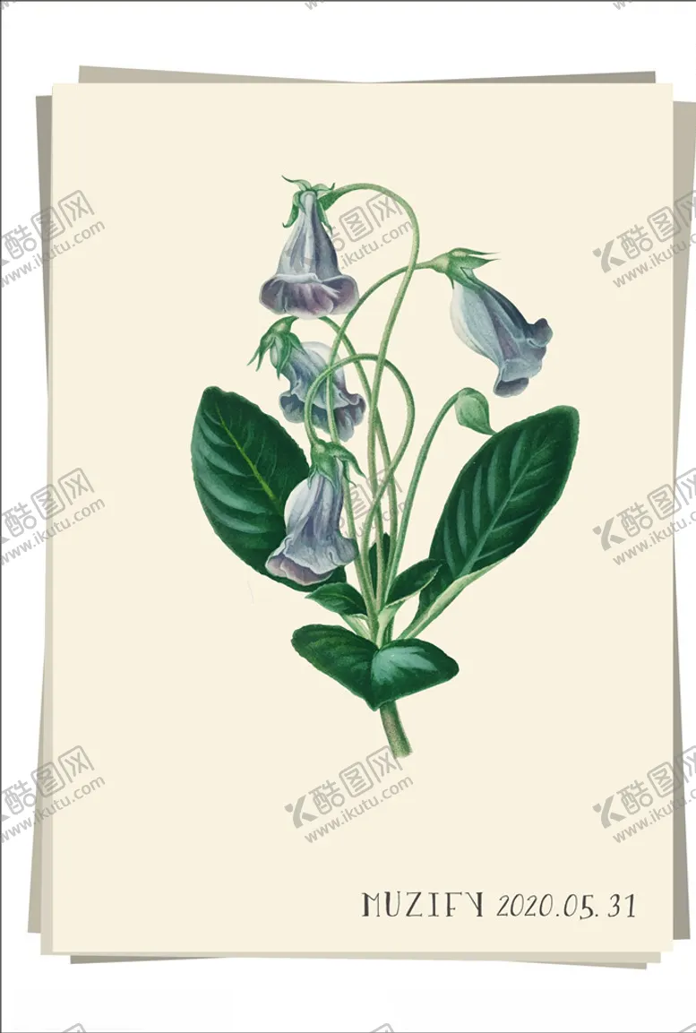 编号：24781907062130423243【酷图网】源文件下载-牵牛花植物图鉴