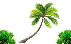 椰树