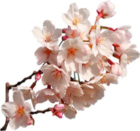 樱花