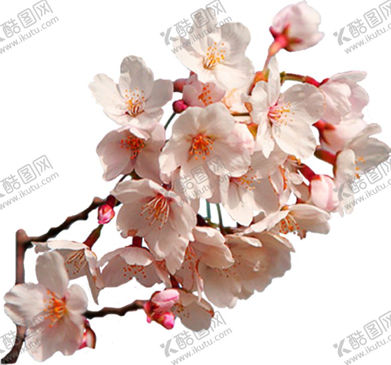 编号：19286509281757066247【酷图网】源文件下载-樱花