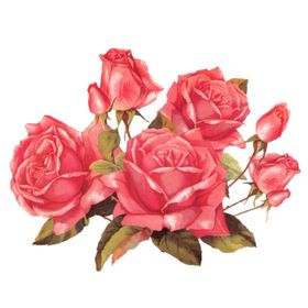 玫瑰花