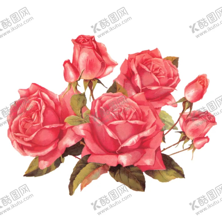编号：64045806270833071559【酷图网】源文件下载-玫瑰花