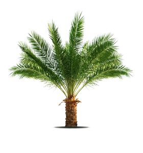 绿色植物