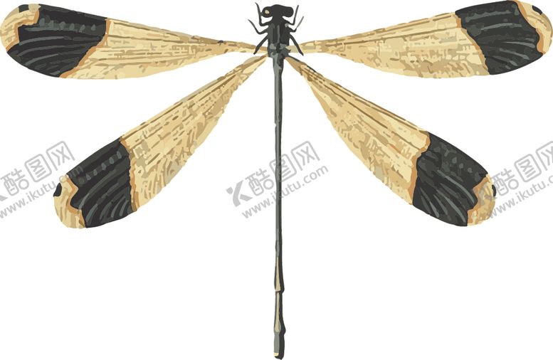 编号：97872810281438559965【酷图网】源文件下载-自然昆虫标本插画