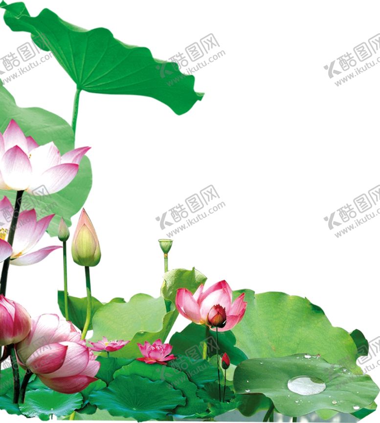 编号：64647409111741101763【酷图网】源文件下载-荷花