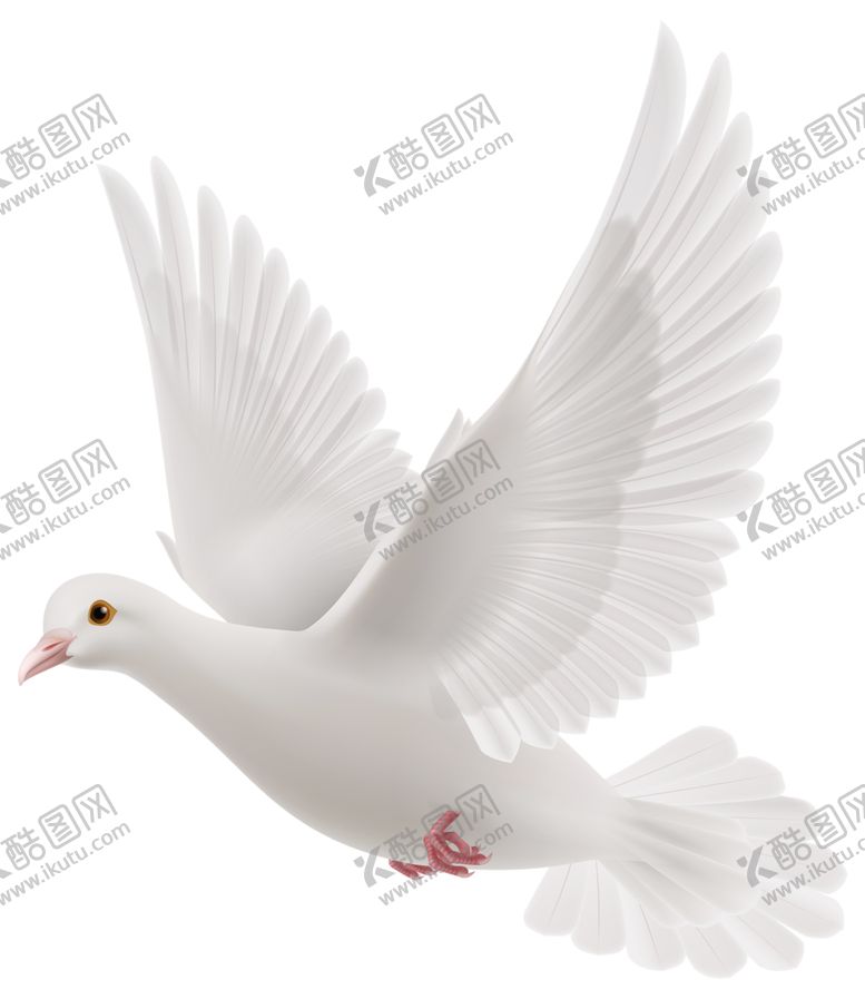 编号：97723210221525144517【酷图网】源文件下载-鸽子