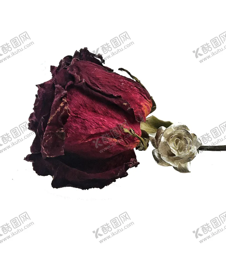 编号：76873007011159245103【酷图网】源文件下载-免抠背景干花枯花