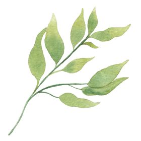 手绘植物