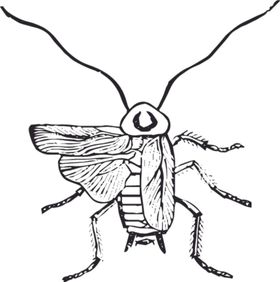 自然昆虫蝴蝶标本插画