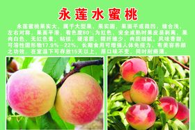永莲水蜜桃