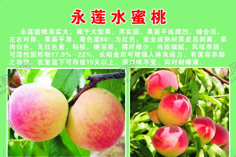 编号：48786410082234406446【酷图网】源文件下载-永莲水蜜桃