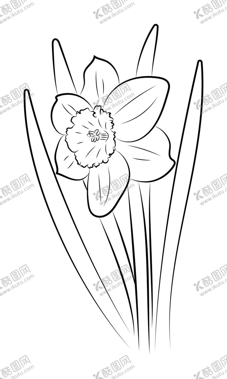 编号：63251709280156465390【酷图网】源文件下载-水仙花线稿
