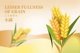小满饱满麦穗展现小麦丰收