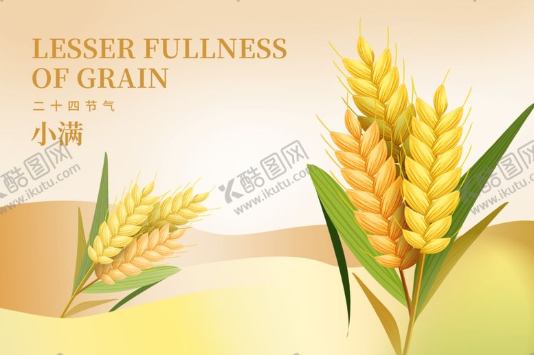 编号：90437005250159194821【酷图网】源文件下载-小满饱满麦穗展现小麦丰收