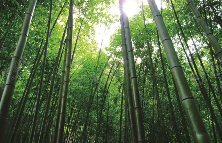 编号：35518309241712522813【酷图网】源文件下载-竹林