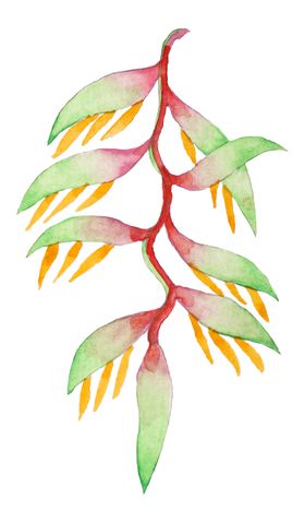 清新水彩植物树叶插画