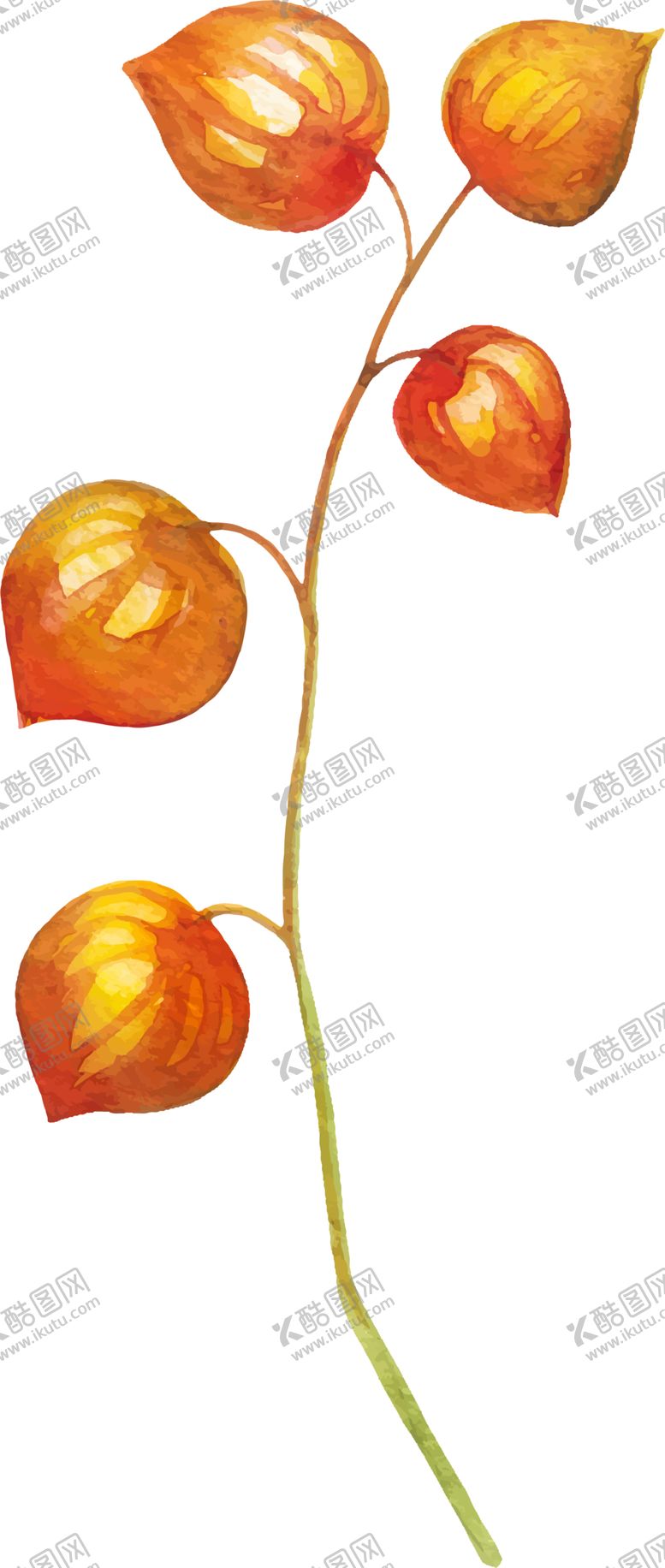 编号：23538210012208422423【酷图网】源文件下载-水彩植物