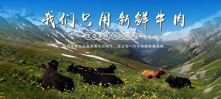 编号：91315301171049217510【酷图网】源文件下载-牦牛高清海报分层