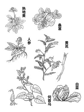 草药手绘