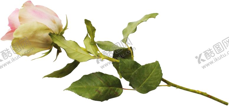 编号：19193909241110178917【酷图网】源文件下载-粉色玫瑰花朵图案