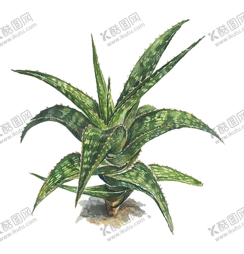 编号：77817309160351181018【酷图网】源文件下载-绿色装饰