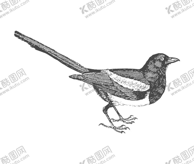 编号：32050507071509339799【酷图网】源文件下载-鸟类素描绘画