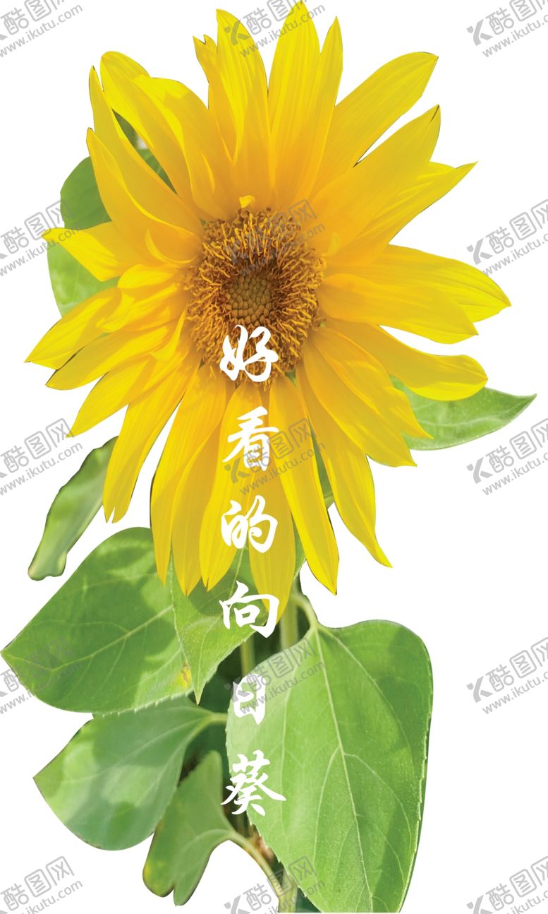 编号：46773702141415113549【酷图网】源文件下载-好看的向日葵已扣好